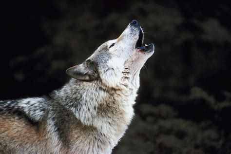 Wolf Howl Parimatch